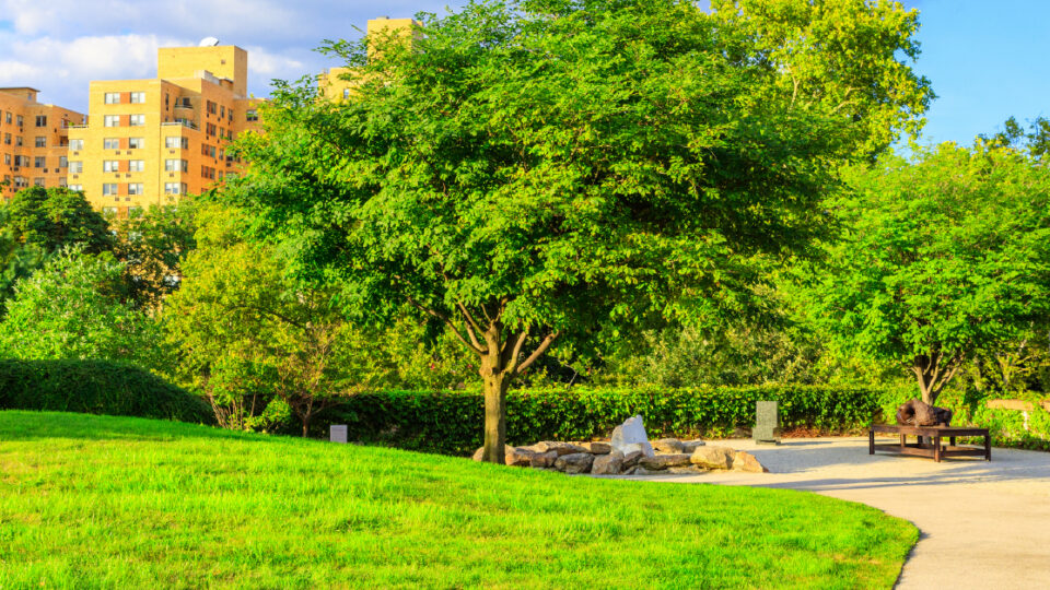 Large Tree Surrounded By Green Grass In Public Park With Buildings In The Background